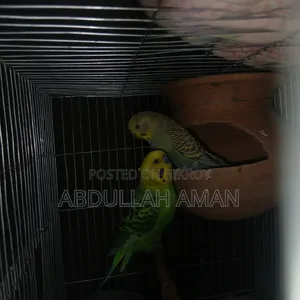 Budgerigar Bird