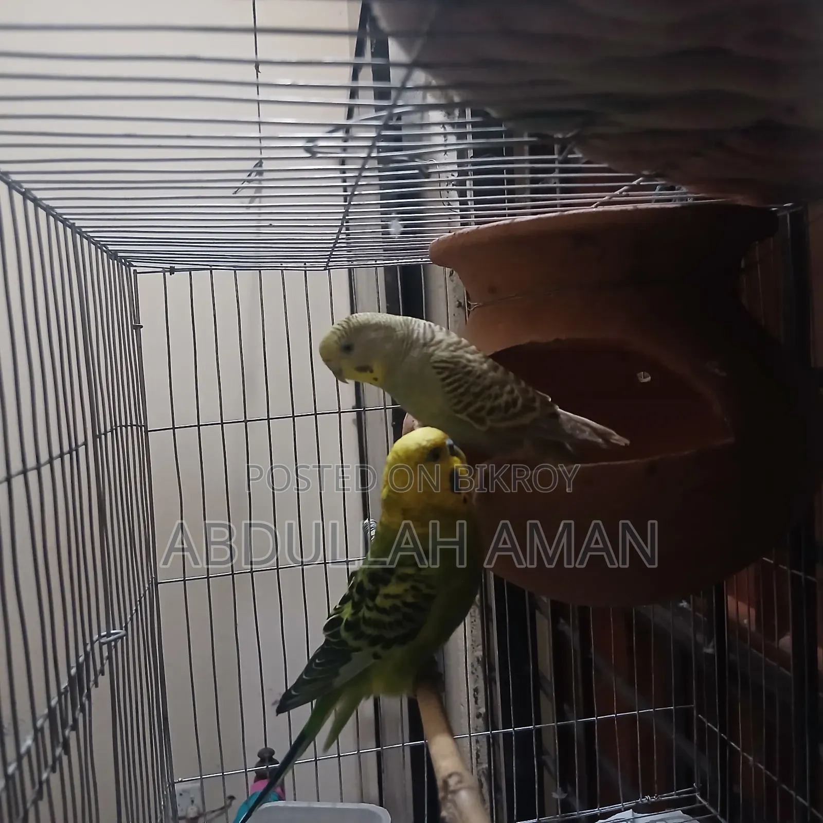 Budgerigar Bird
