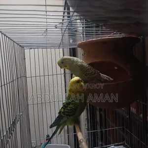 Budgerigar Bird
