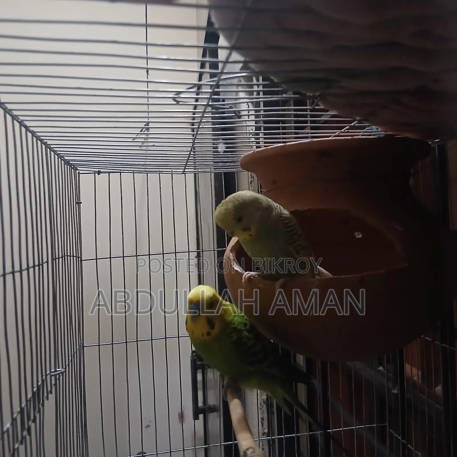Budgerigar Bird