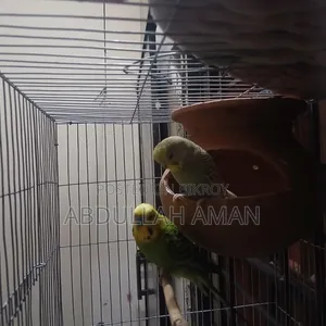 Budgerigar Bird