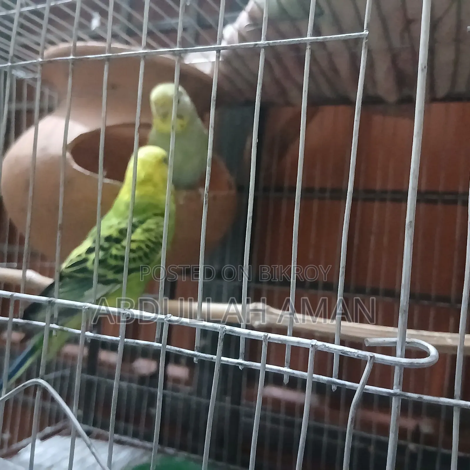 Budgerigar Bird