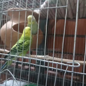 Budgerigar Bird