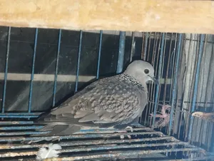 Spotted Dove