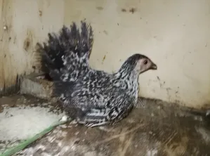 ফেন্সি মুরগি
