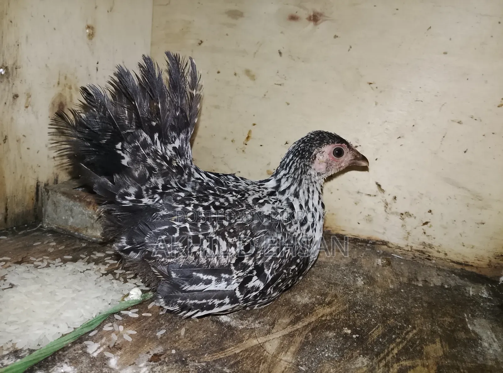 ফেন্সি মুরগি