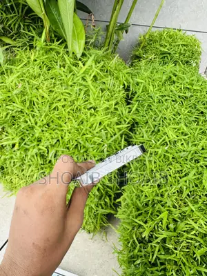 অ্যাপল আইফোন ১৪ প্রো ২৫৬ জিবি হোয়াইট