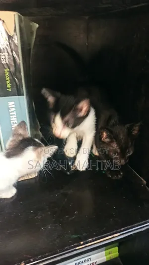 1-3 Months Female Purebred Bengal