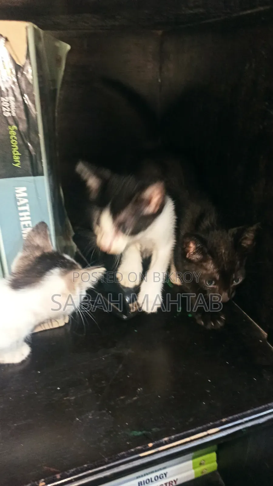 1-3 Months Female Purebred Bengal