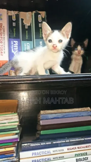 1-3 Months Female Purebred Bengal