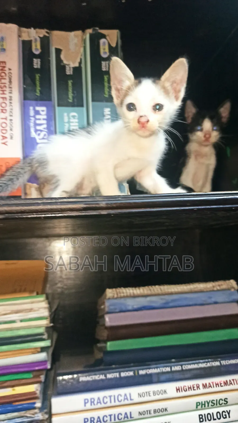 1-3 Months Female Purebred Bengal