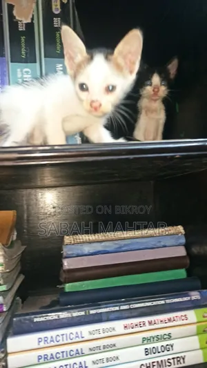 1-3 Months Female Purebred Bengal