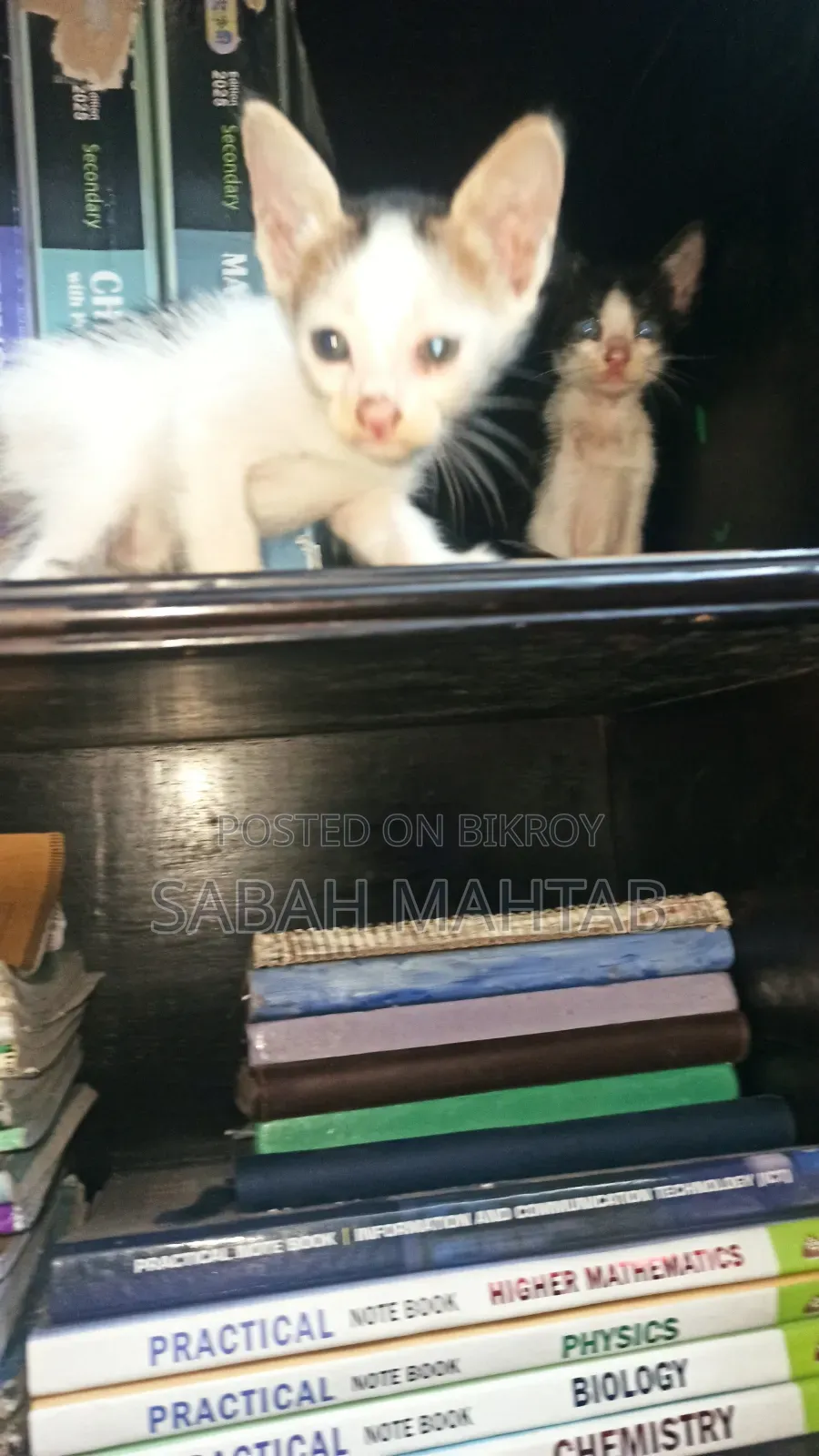 1-3 Months Female Purebred Bengal