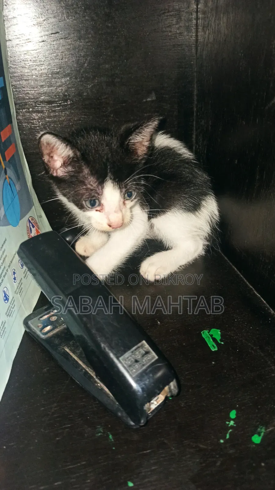 1-3 Months Female Purebred Bengal