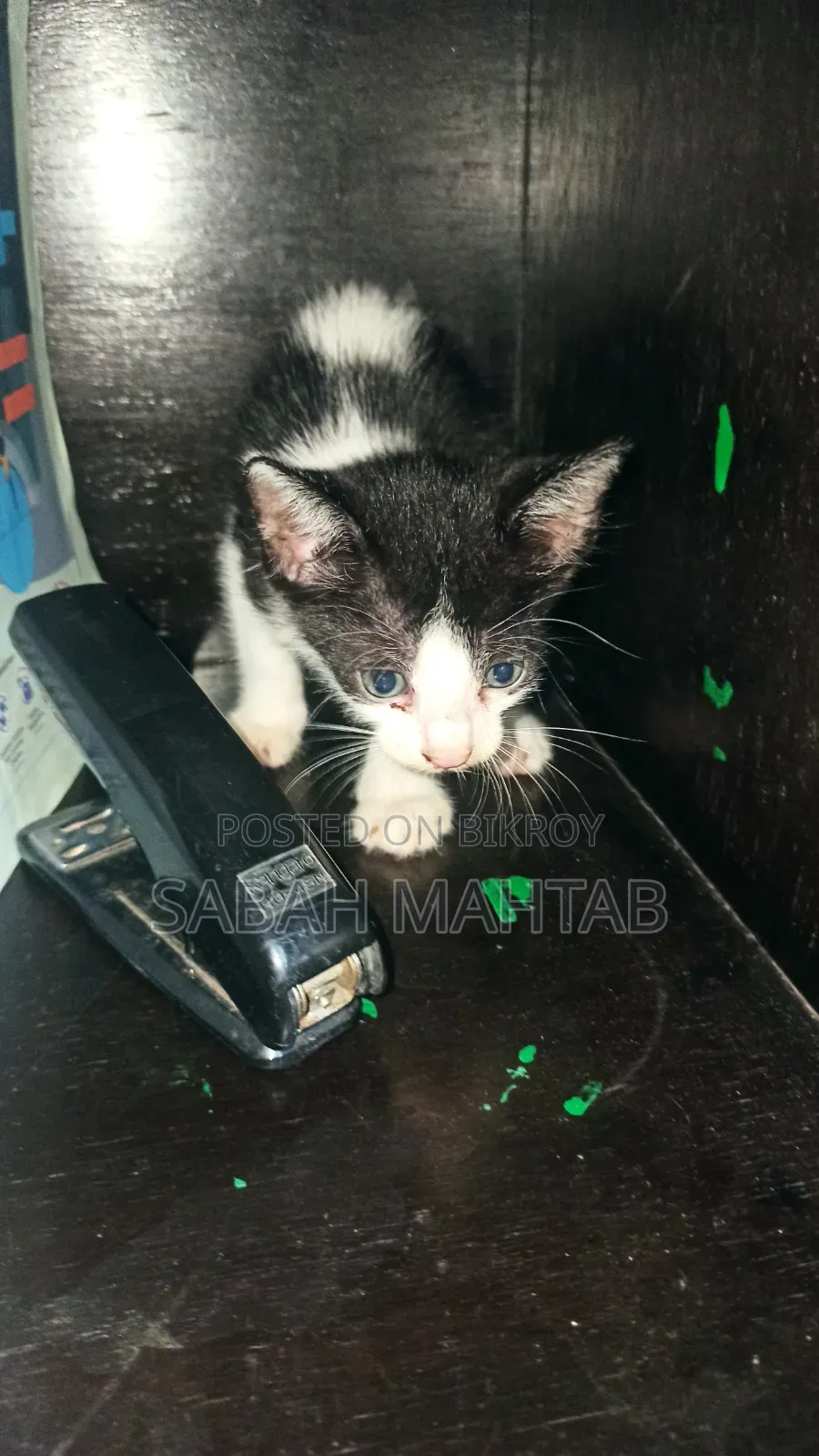 1-3 Months Female Purebred Bengal