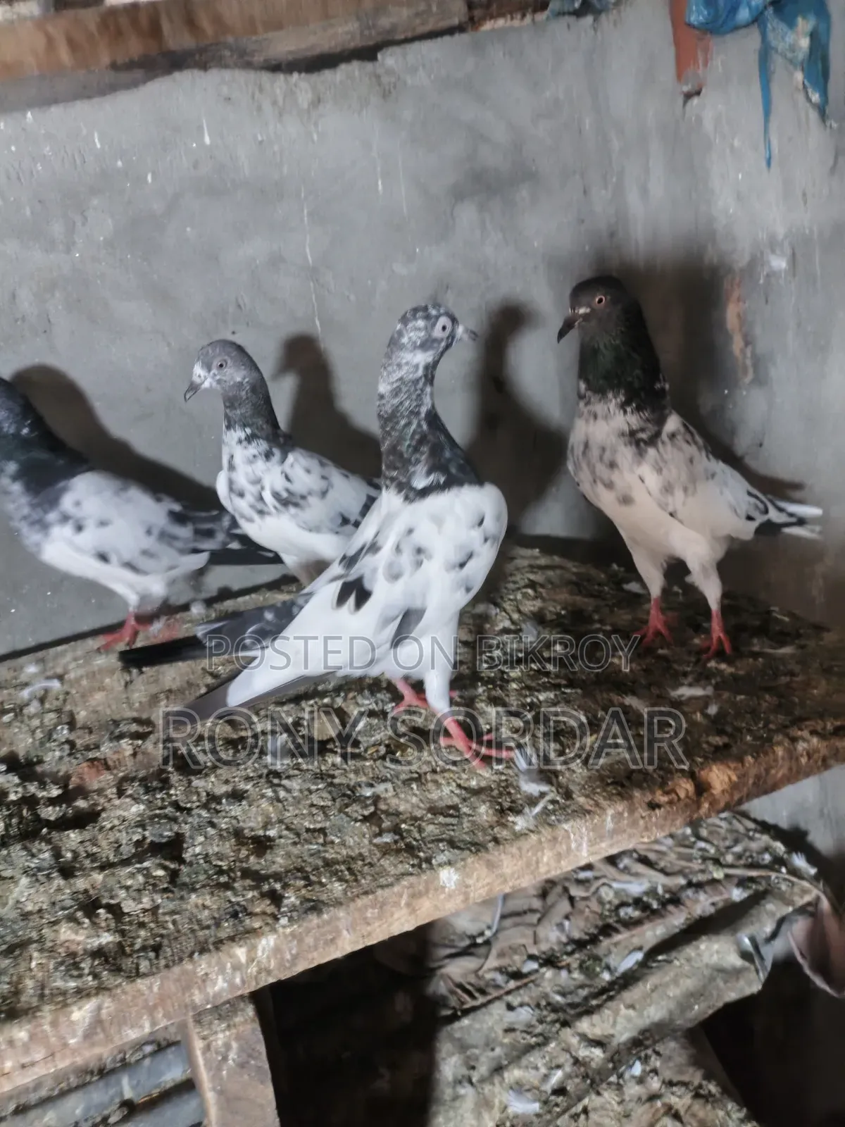 Various Teddy Pigeons