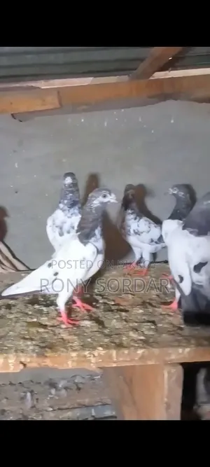 Various Teddy Pigeons
