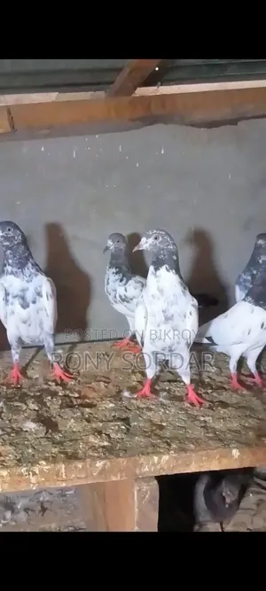 Various Teddy Pigeons