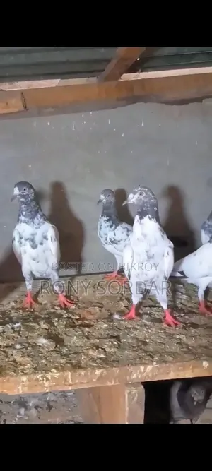 Various Teddy Pigeons