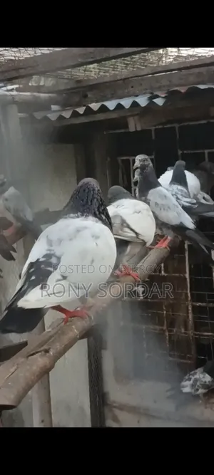 Various Teddy Pigeons
