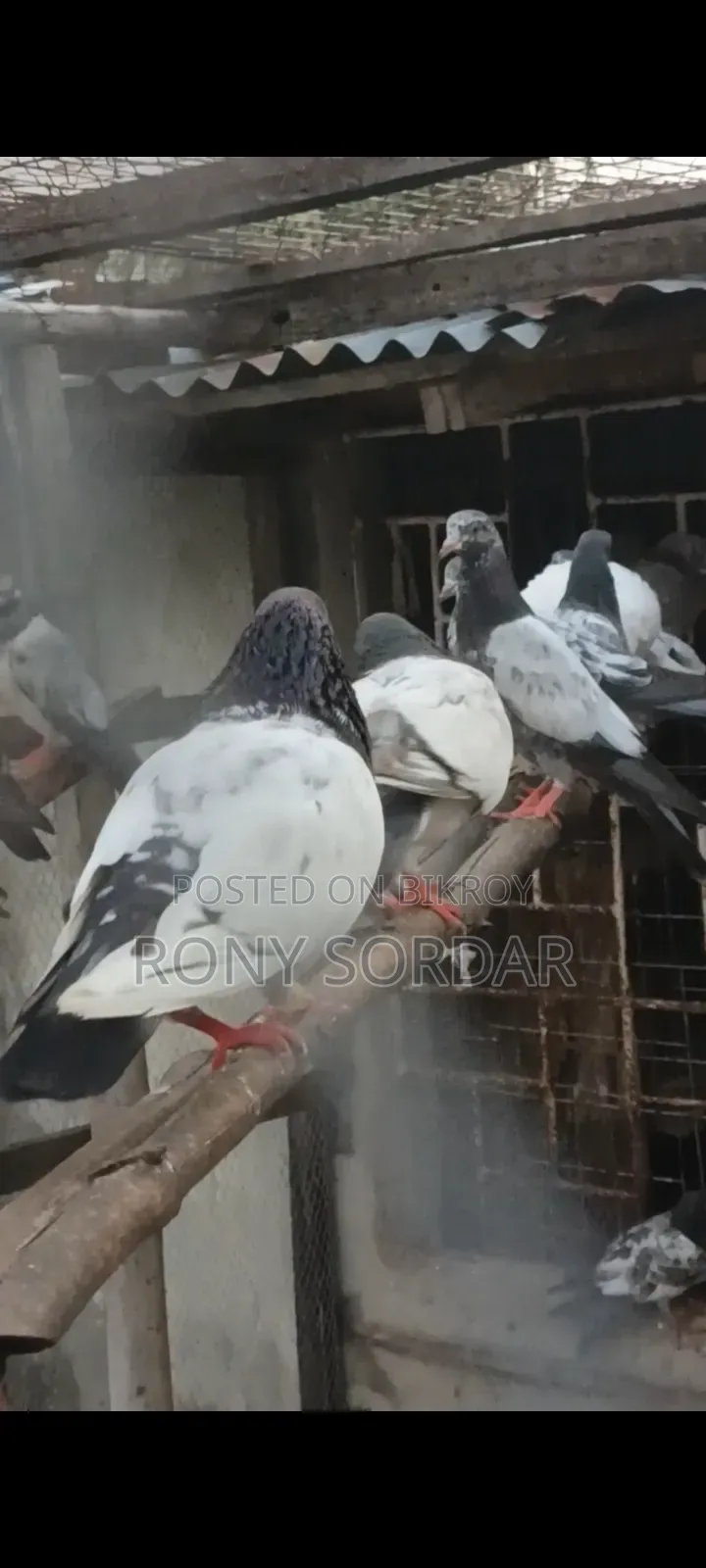 Various Teddy Pigeons