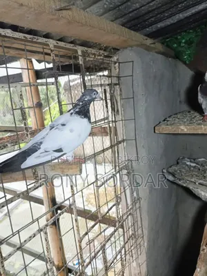টেডি কবুতর