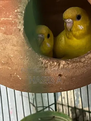 Budgerigar Bird