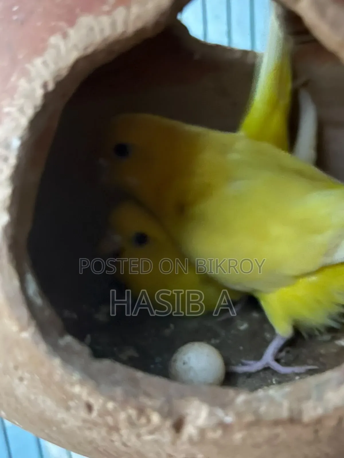 Budgerigar Bird