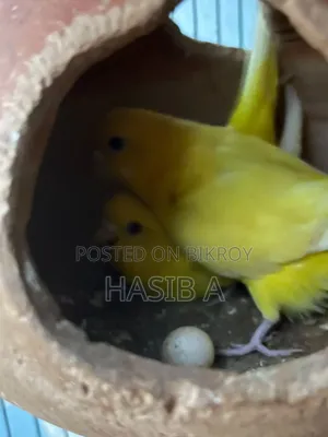 Budgerigar Bird