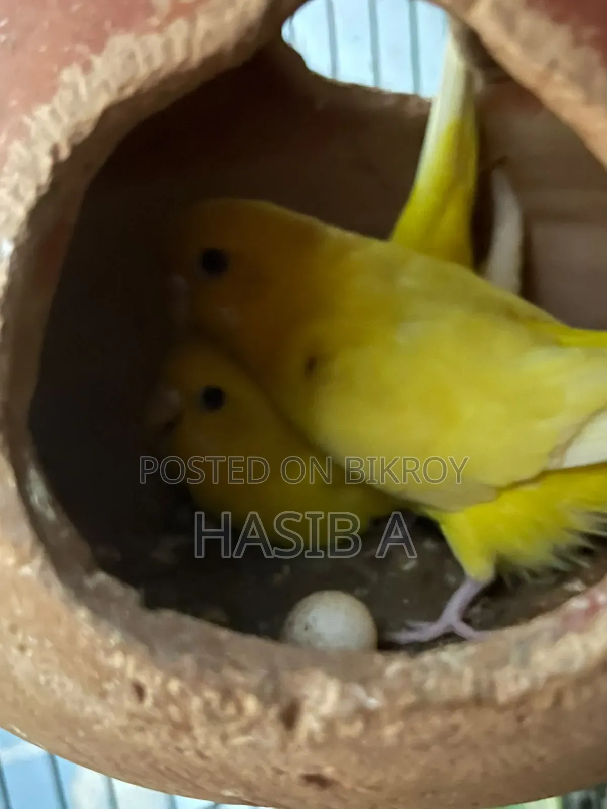 Budgerigar Bird