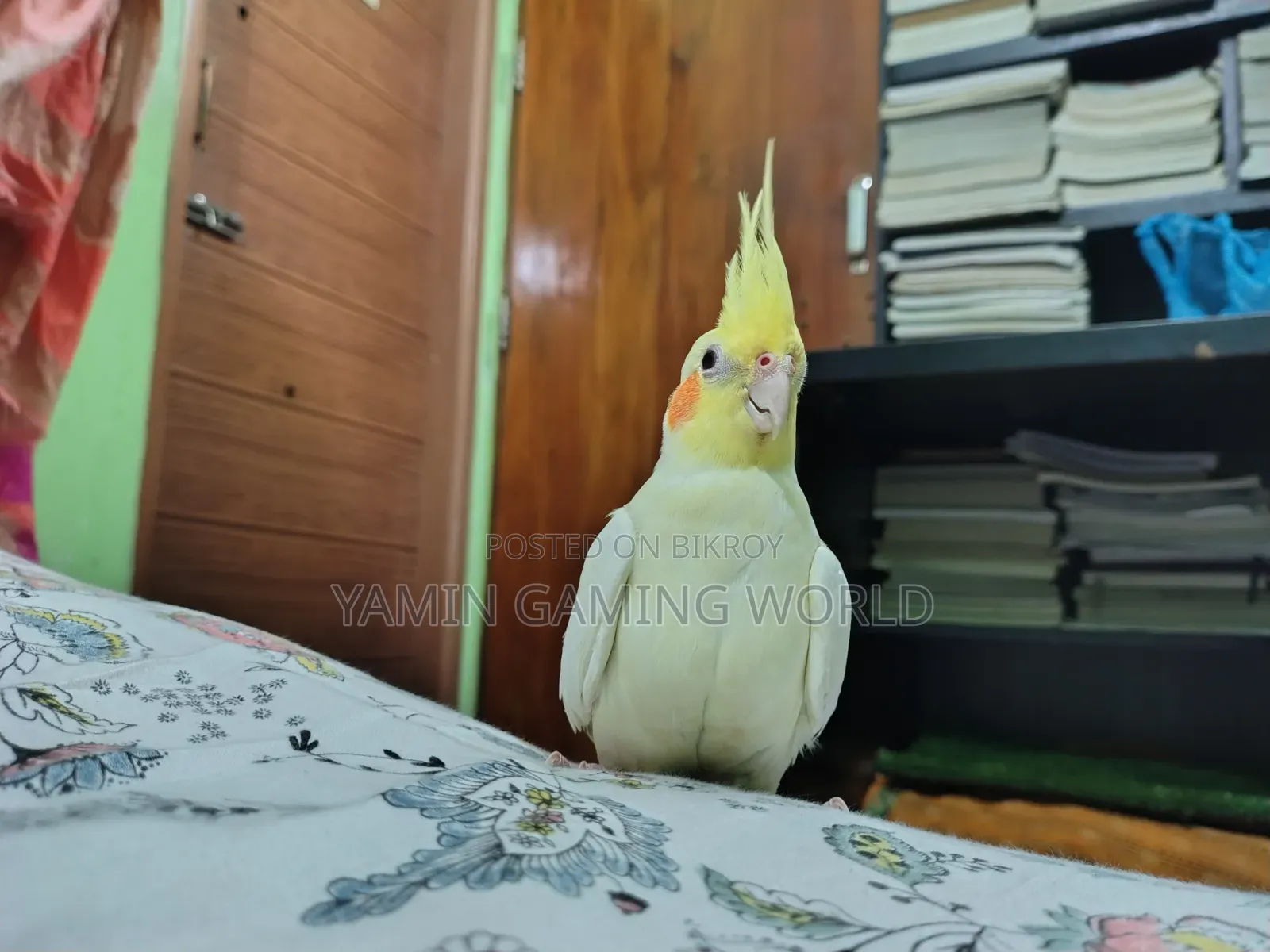 Super Tame Cockatiel