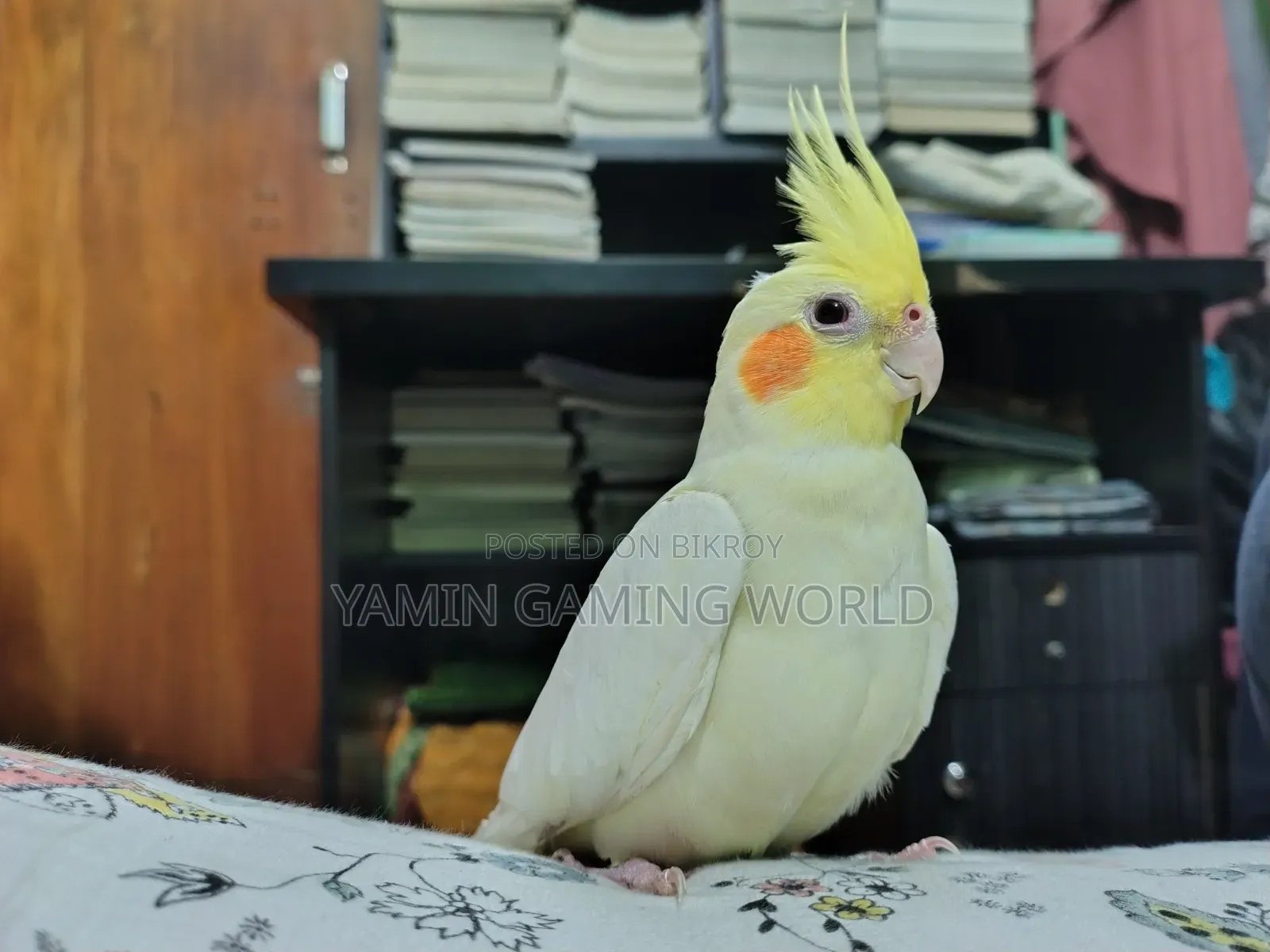Super Tame Cockatiel