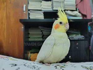 Super Tame Cockatiel