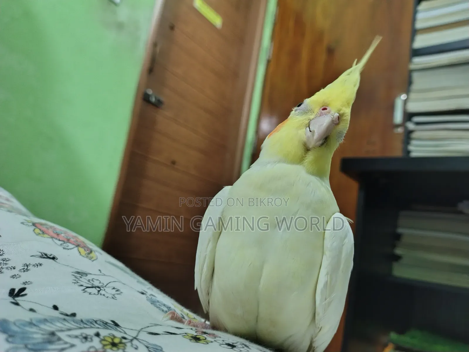 Super Tame Cockatiel
