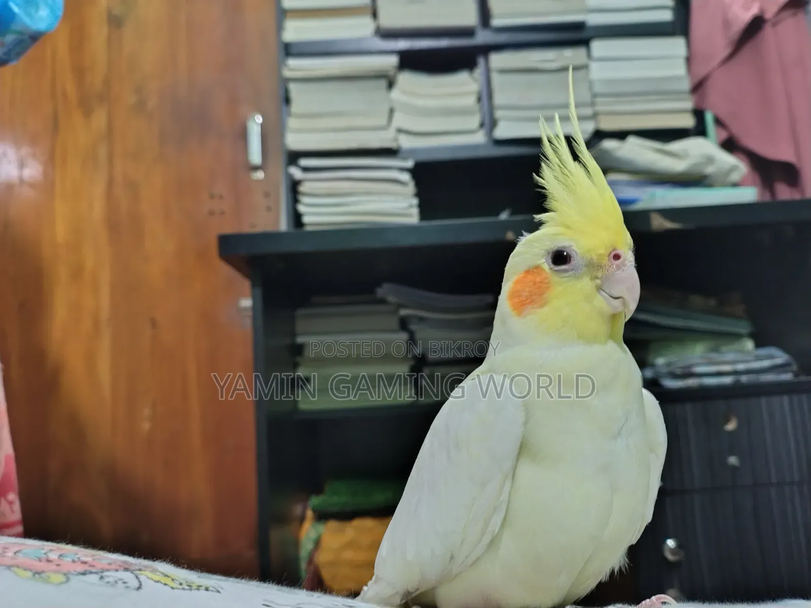 Super Tame Cockatiel