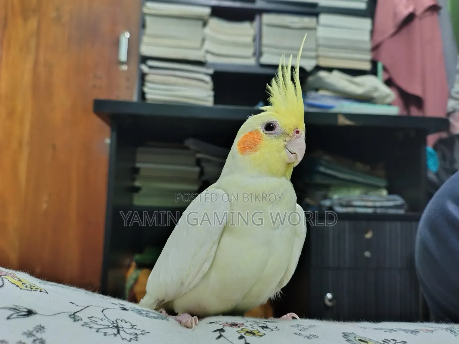 Super Tame Cockatiel