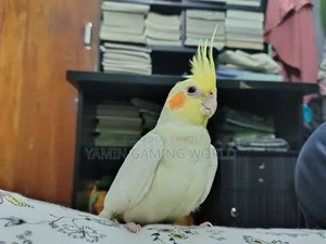 Super Tame Cockatiel