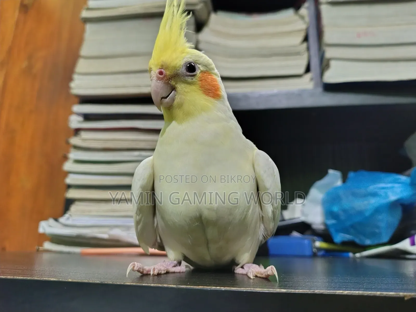 Super Tame Cockatiel