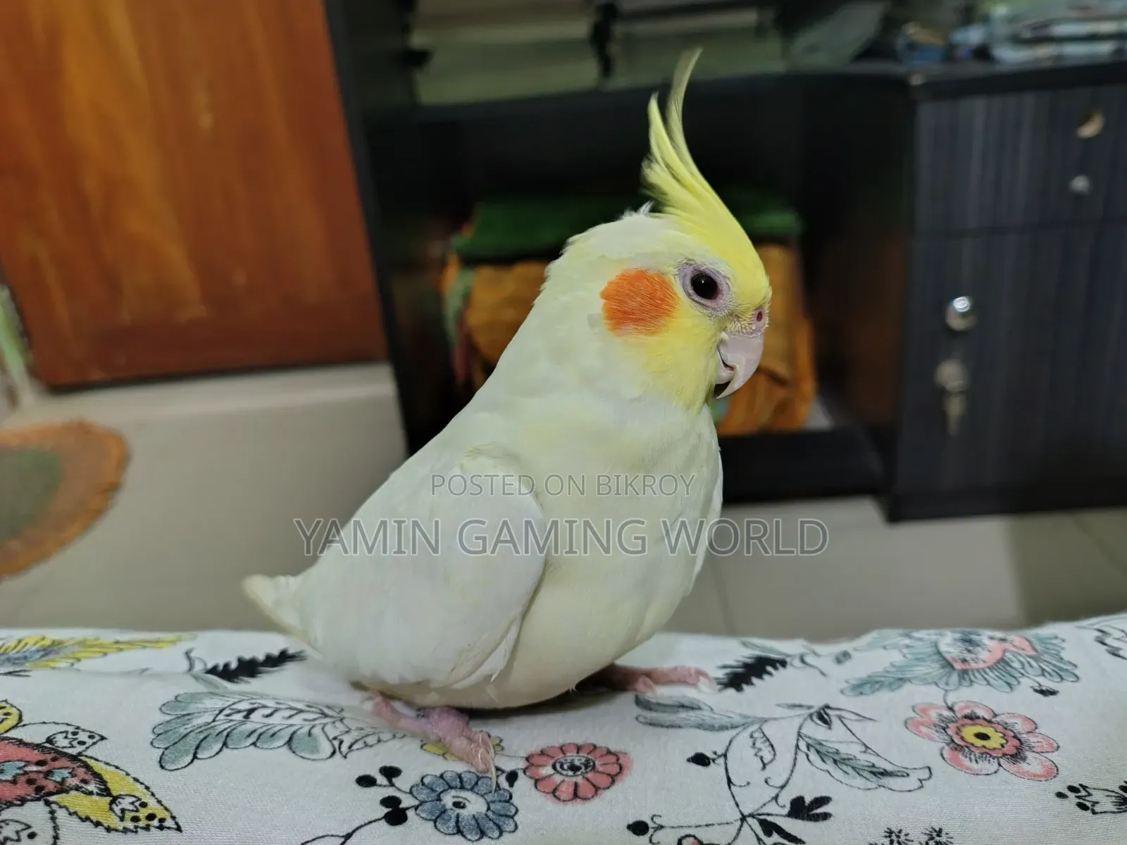 Super Tame Cockatiel