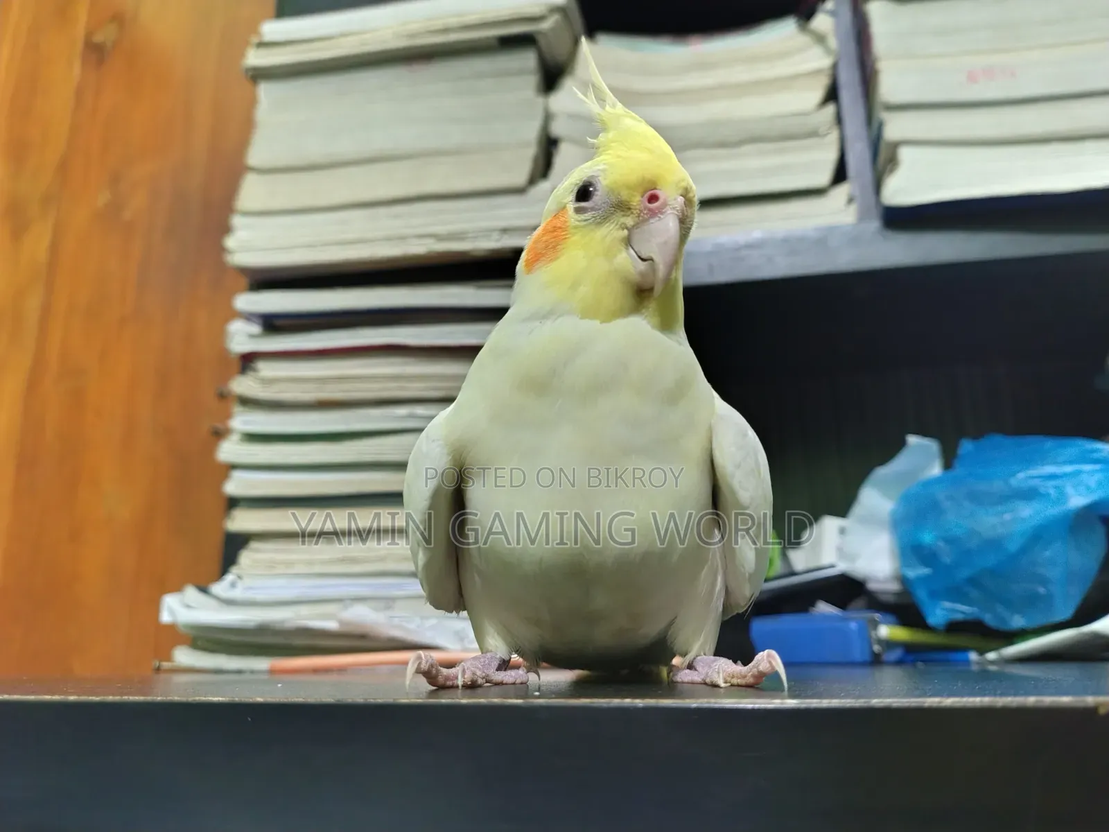 Super Tame Cockatiel