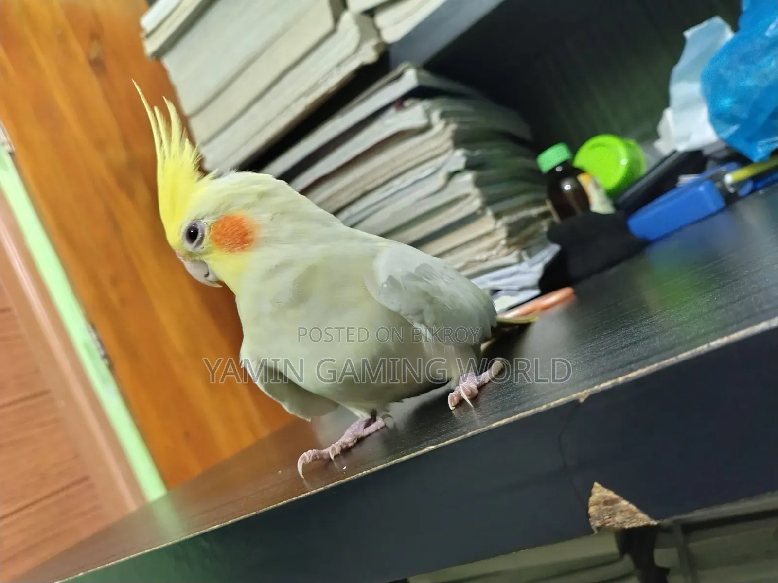 Super Tame Cockatiel