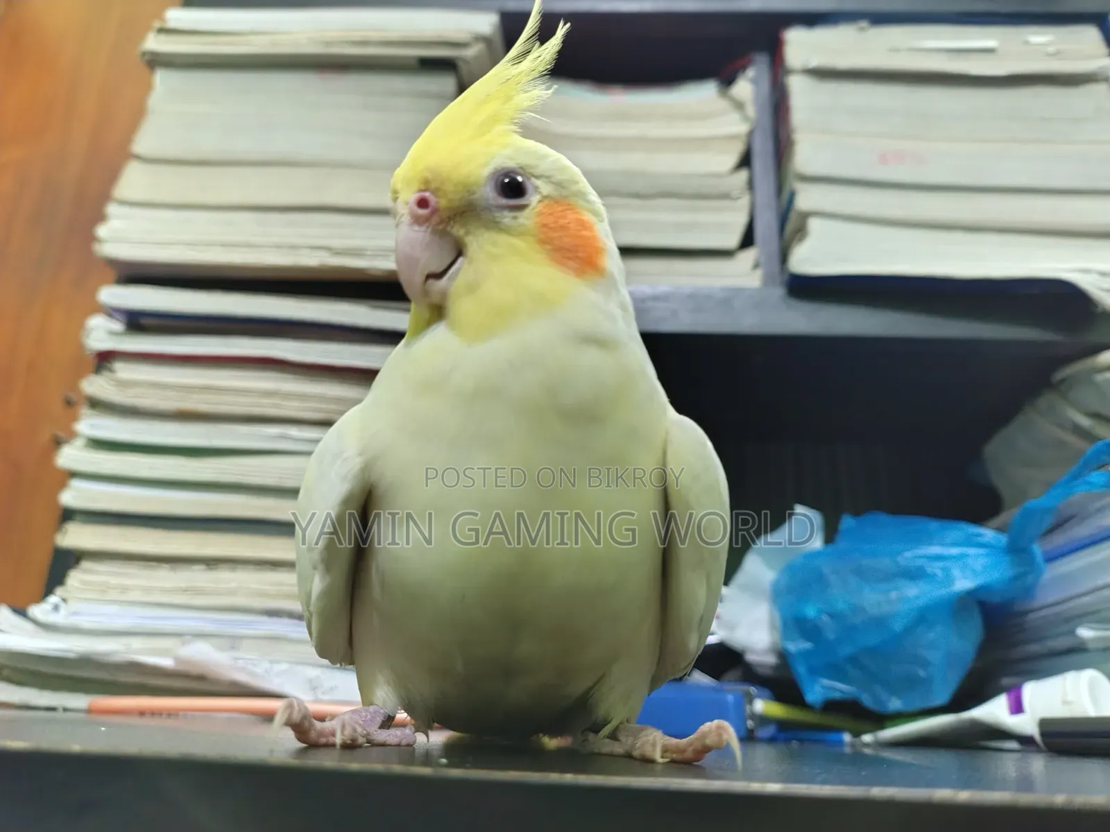 Super Tame Cockatiel
