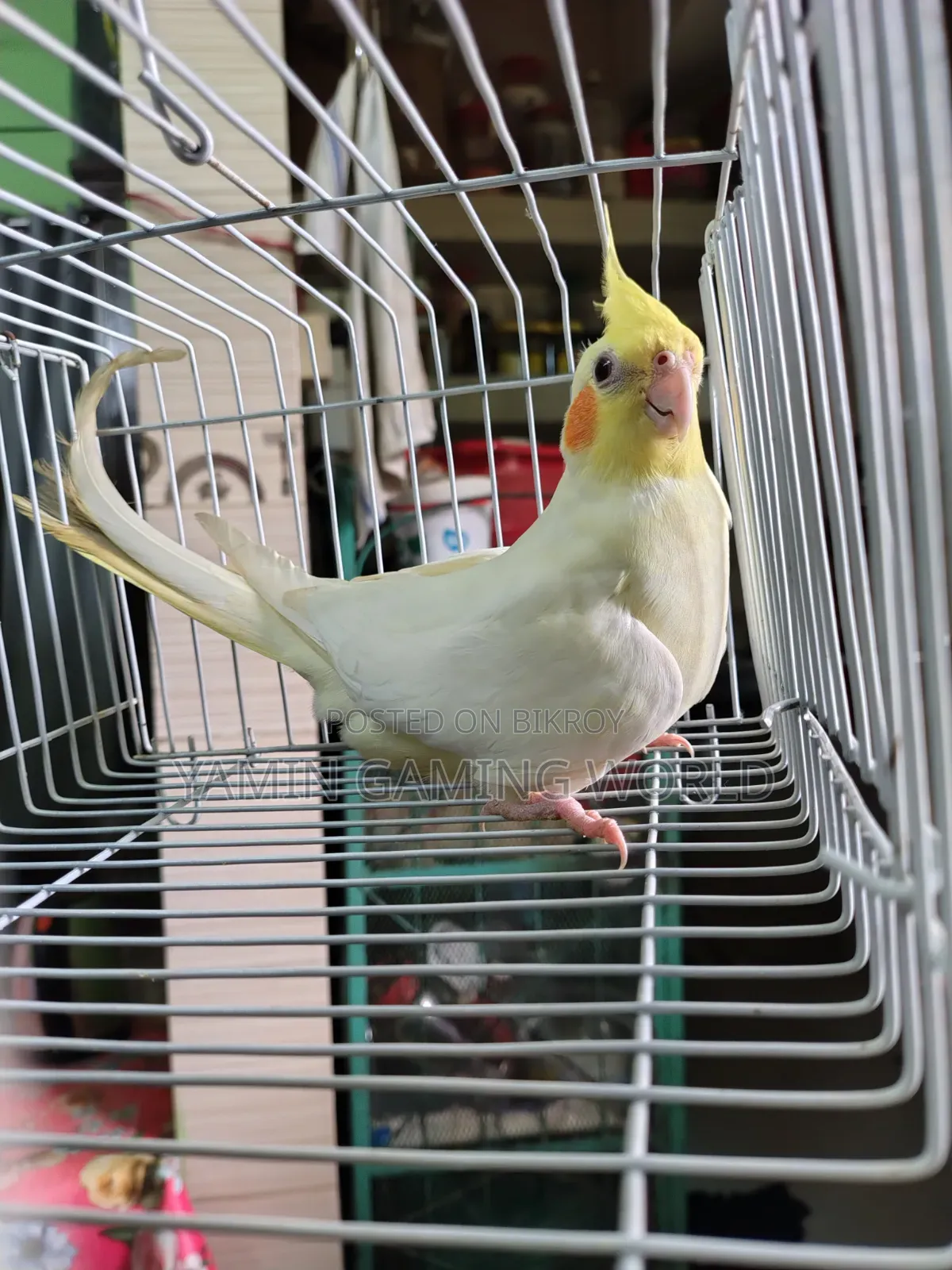 Super Tame Cockatiel