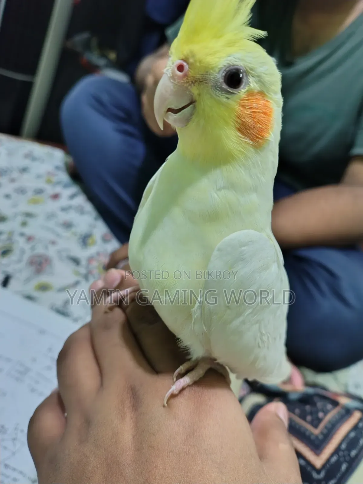 Super Tame Cockatiel