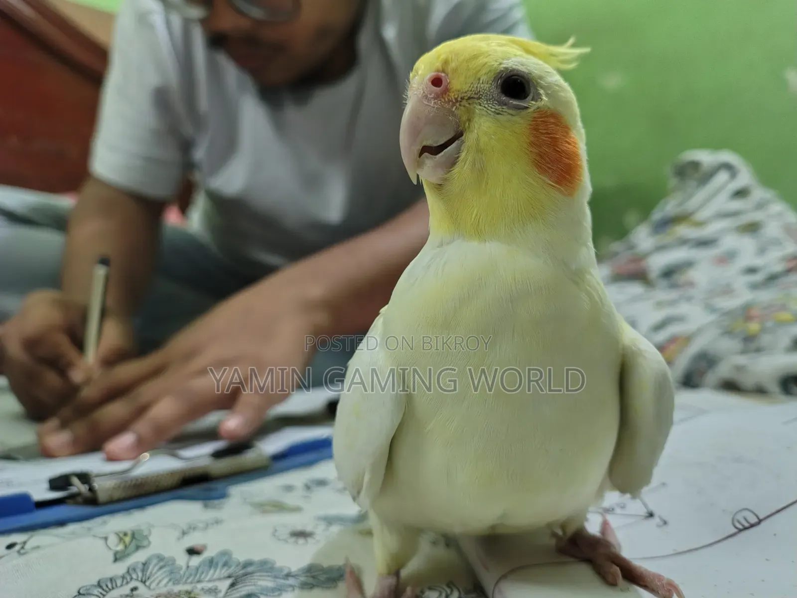 Super Tame Cockatiel