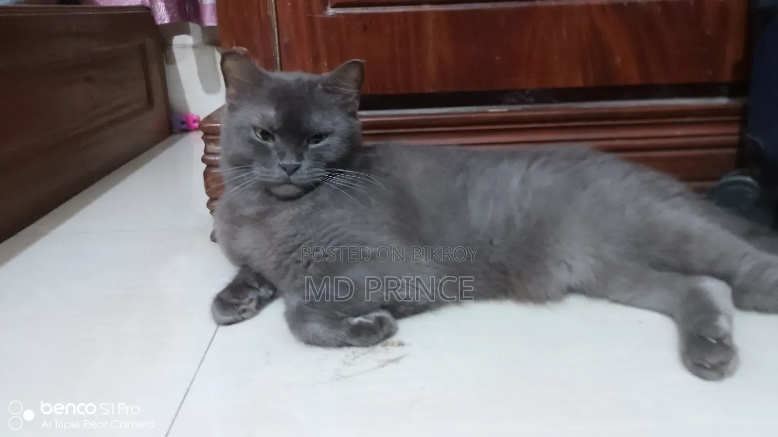 6-12 Months Female Purebred British Shorthair