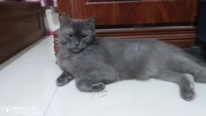 ৬-১২ মাস বয়সী মাদি খাঁটি ব্রিটিশ শর্টহেয়ার