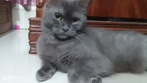 6-12 Months Female Purebred British Shorthair