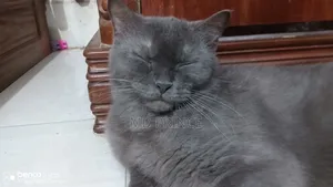 6-12 Months Female Purebred British Shorthair