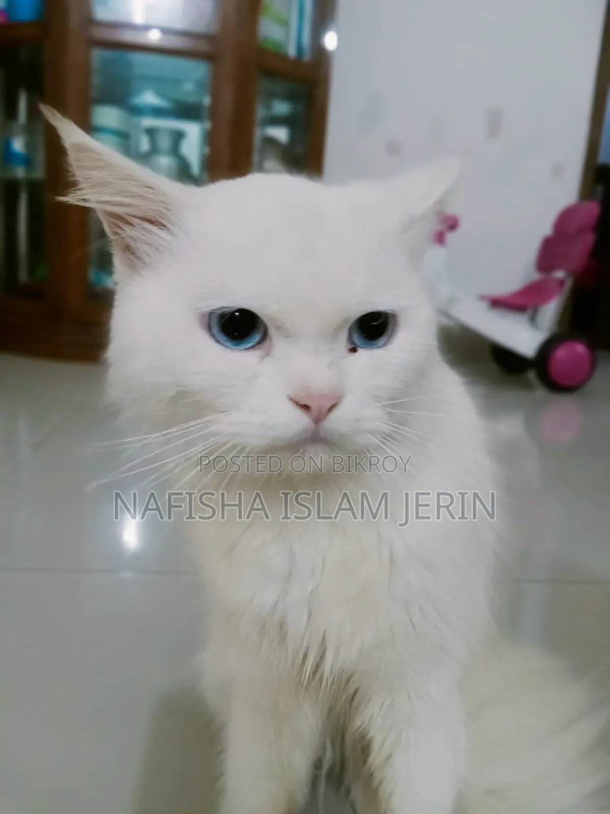 1+ Year Male Purebred Persian Cat